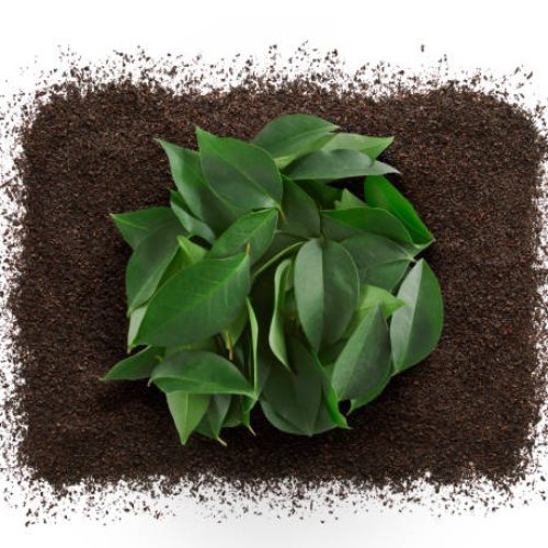 Fresh tea leaves on dry tea